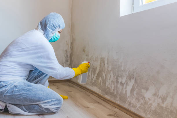 Professional mold removal team in Short Hills